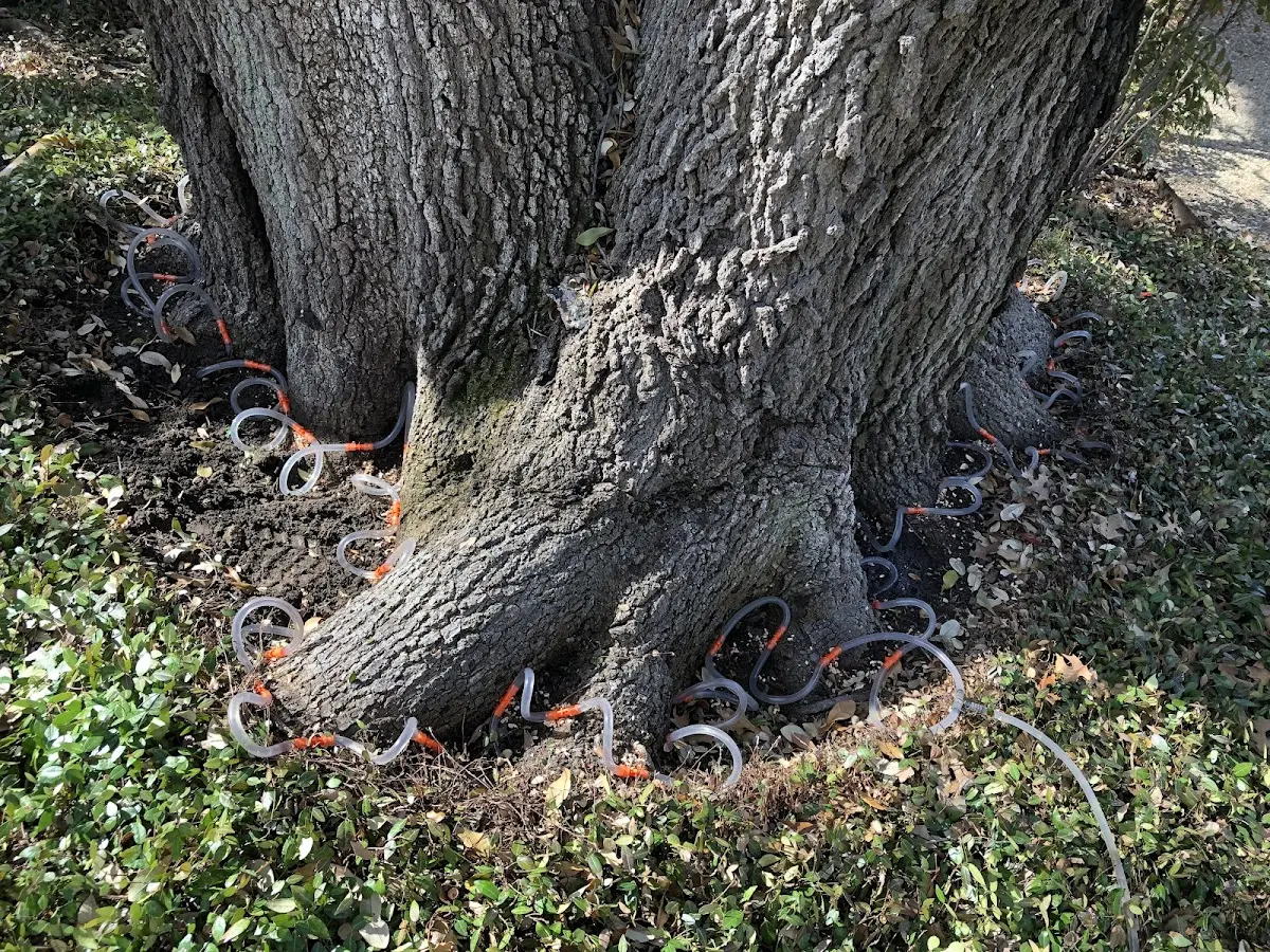 Detailed Tree Cabling and Bracing job site in Casa Blanca