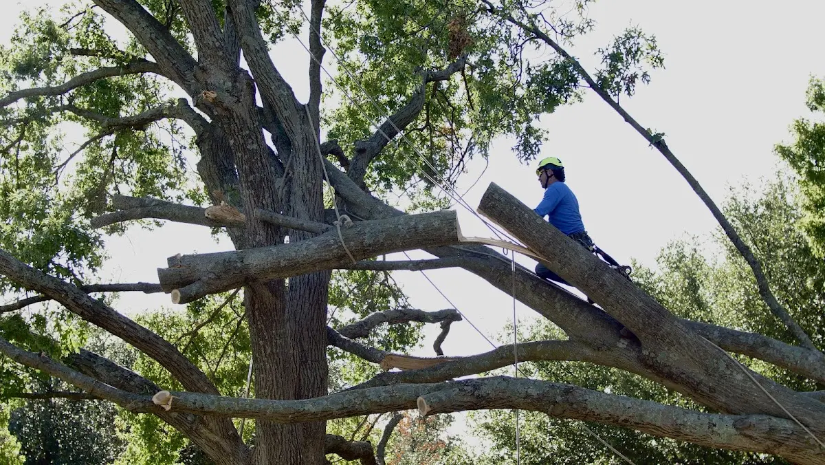 Professional Crown Thinning performed by certified arborists in Casa Blanca
